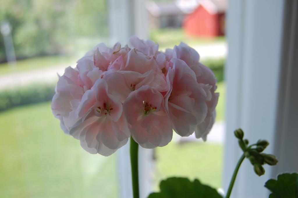 Brunnsgarden Bed & Breakfast Skellefteå Exterior foto